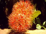 Blood Lily